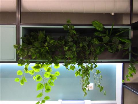 Grădină verticală cu plante naturale – REI, foto 3 din 33