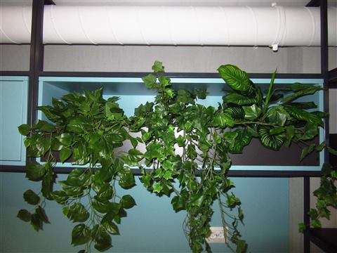 Grădină verticală cu plante naturale – REI, foto 8 din 33
