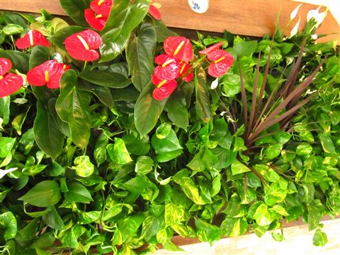Grădină verticală cu plante naturale – Hotel Riviera Sinaia, foto 2 din 11