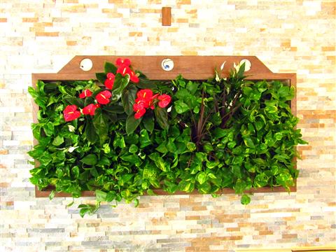 Grădină verticală cu plante naturale – Hotel Riviera Sinaia, foto 4 din 11