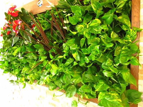 Grădină verticală cu plante naturale – Hotel Riviera Sinaia, foto 11 din 11