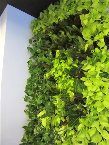 Grădină verticală cu plante naturale – Rosetti Tower, foto 1 din 12