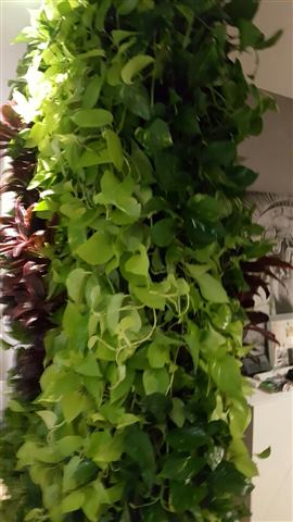 Grădină verticală cu plante naturale – The Park, foto 12 din 12