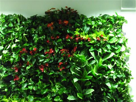 Grădină verticală cu plante naturale – UiPath, foto 16 din 66