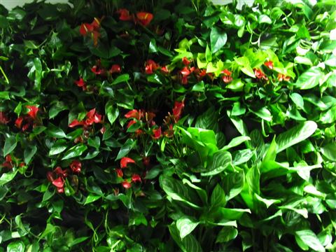 Grădină verticală cu plante naturale – UiPath, foto 26 din 66