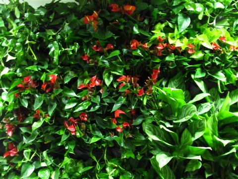 Grădină verticală cu plante naturale – UiPath, foto 27 din 66