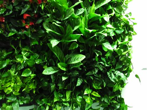 Grădină verticală cu plante naturale – UiPath, foto 28 din 66
