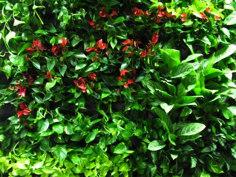 Grădină verticală cu plante naturale – UiPath, foto 29 din 66