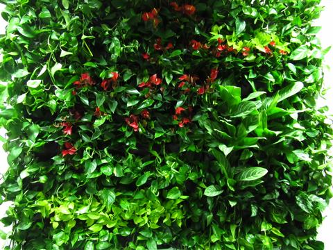 Grădină verticală cu plante naturale – UiPath, foto 30 din 66