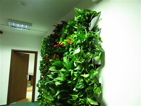 Grădină verticală cu plante naturale – UiPath, foto 48 din 66