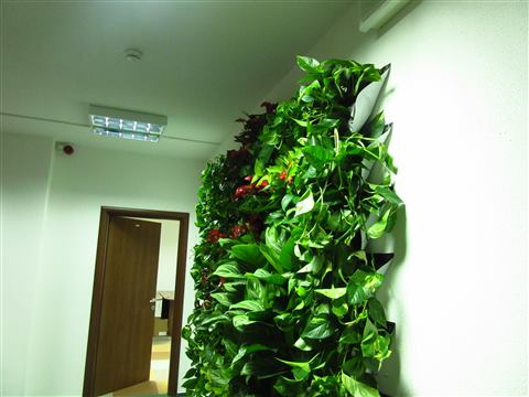 Grădină verticală cu plante naturale – UiPath, foto 49 din 66