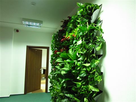 Grădină verticală cu plante naturale – UiPath, foto 50 din 66