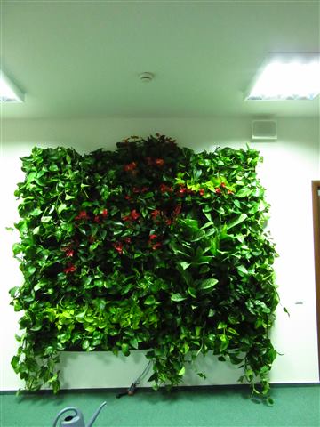 Grădină verticală cu plante naturale – UiPath, foto 60 din 66