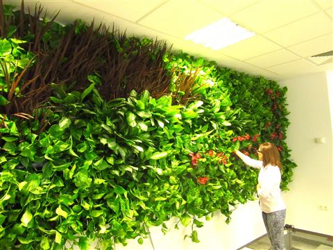 Grădină verticală cu plante naturale – Multinațională Asigurări, foto 3 din 7