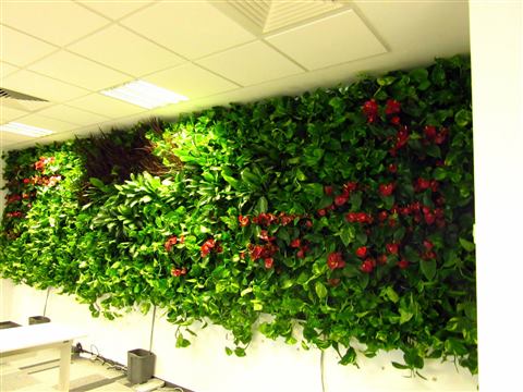 Grădină verticală cu plante naturale – Multinațională Asigurări, foto 4 din 7