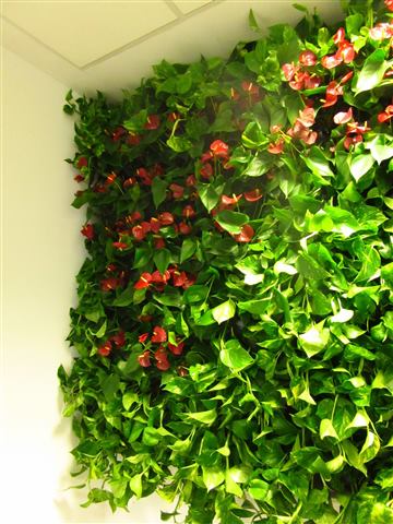 Grădină verticală cu plante naturale – Multinațională Asigurări, foto 5 din 7