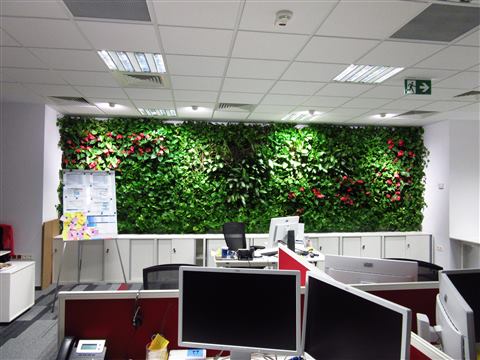 Grădină verticală cu plante naturale – Multinațională Asigurări, foto 6 din 7