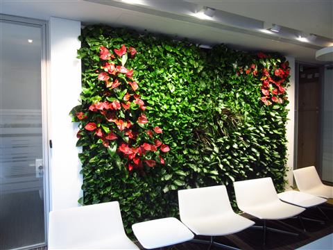 Grădină verticală cu plante naturale – Multinațională Pharma, foto 1 din 4
