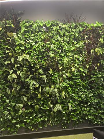 Grădină verticală cu plante naturale – Structural Group Constanța, foto 3 din 10