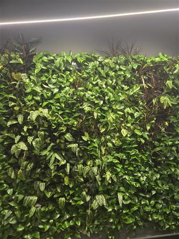Grădină verticală cu plante naturale – Structural Group Constanța, foto 5 din 10