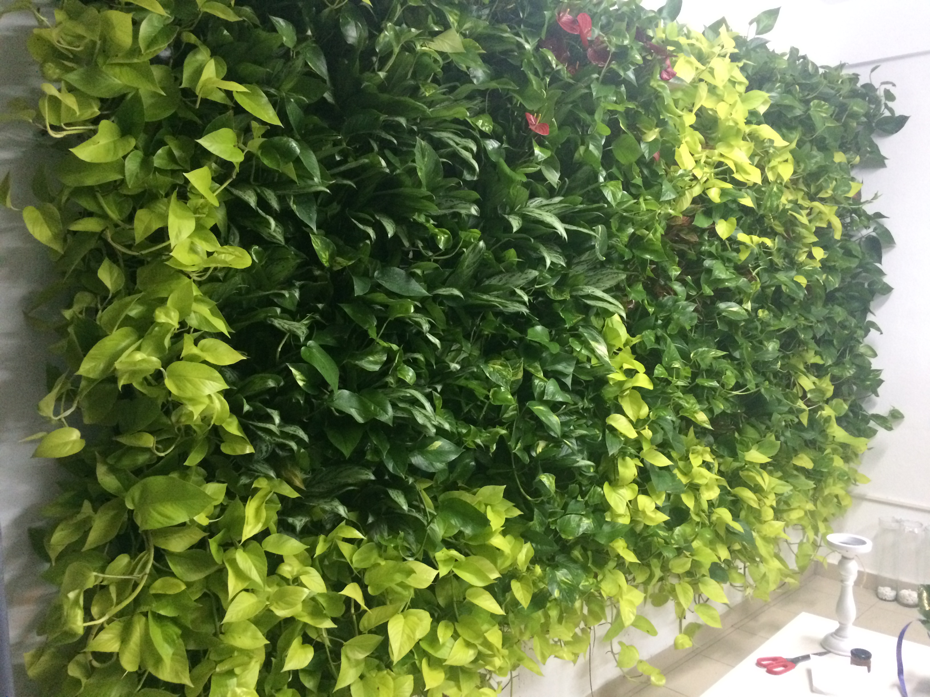 Perete vegetal cu plante naturale — instalare profesională birou