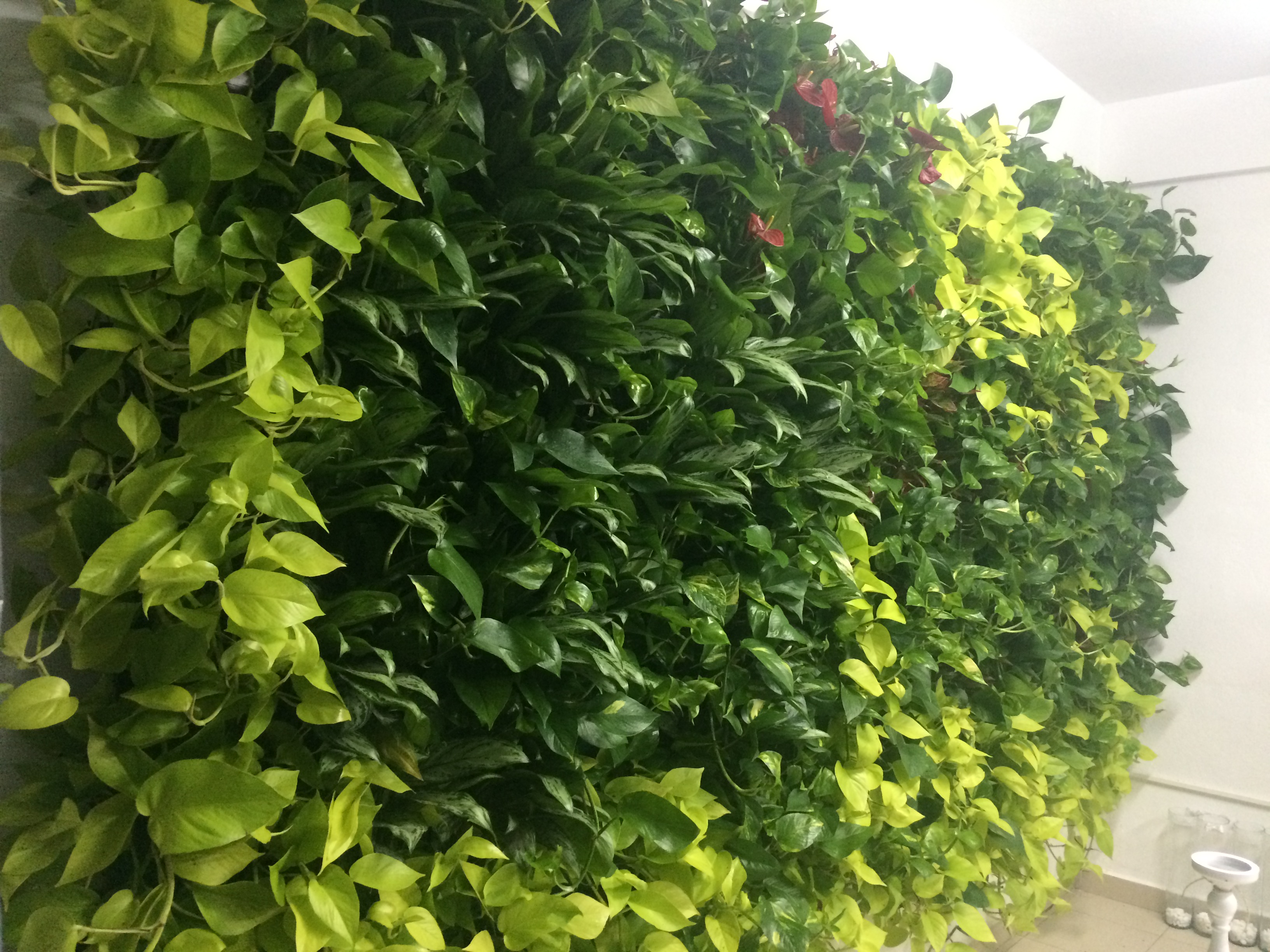 Sistem de irigare automată perete vegetal cu plante naturale — Green Walls România