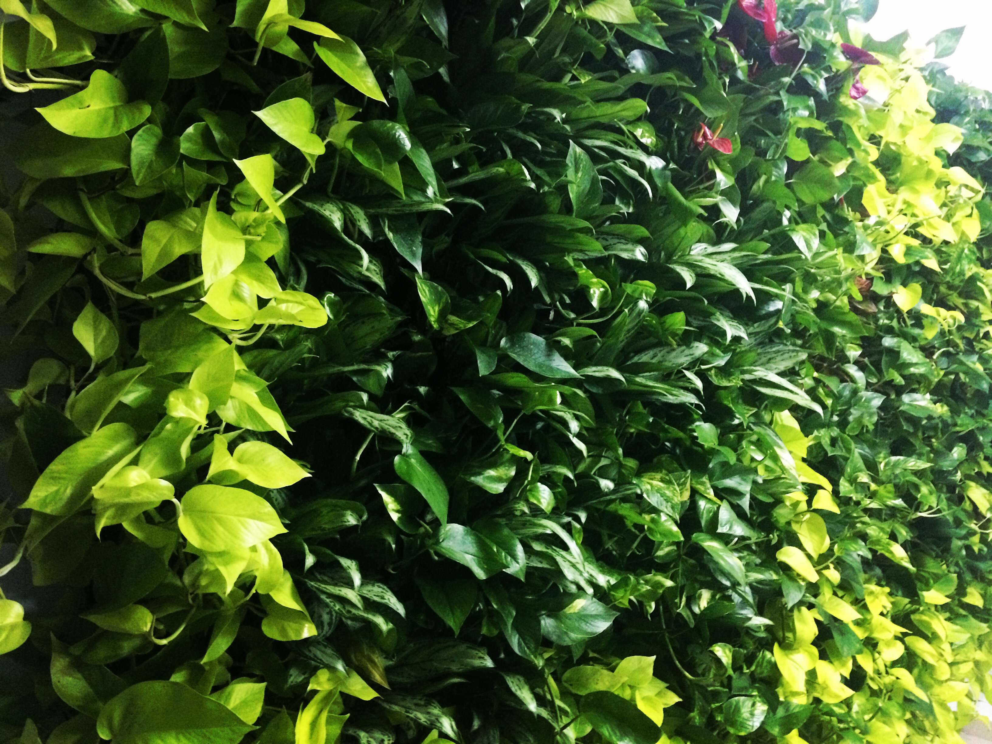 Perete vegetal cu plante naturale — proiect Green Walls România