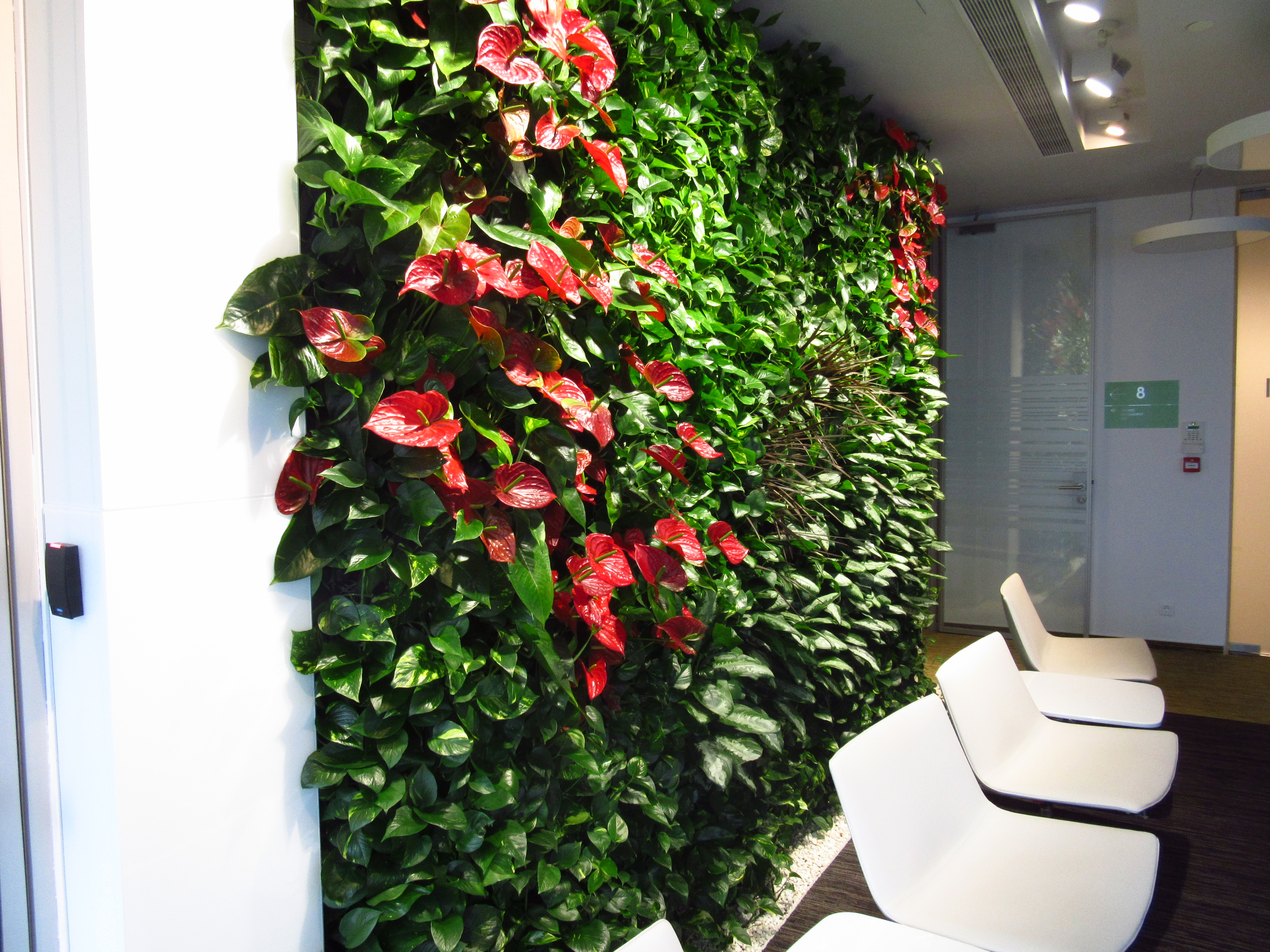 perete vegetal plante naturale birou interior Green Walls Romania